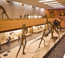 Fernbank Museum of Natural History