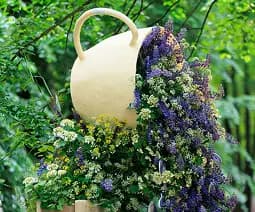 CHELSEA FLOWER SHOW