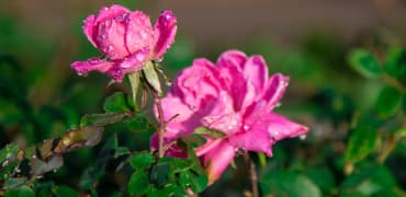 Taif's Rose Gardens